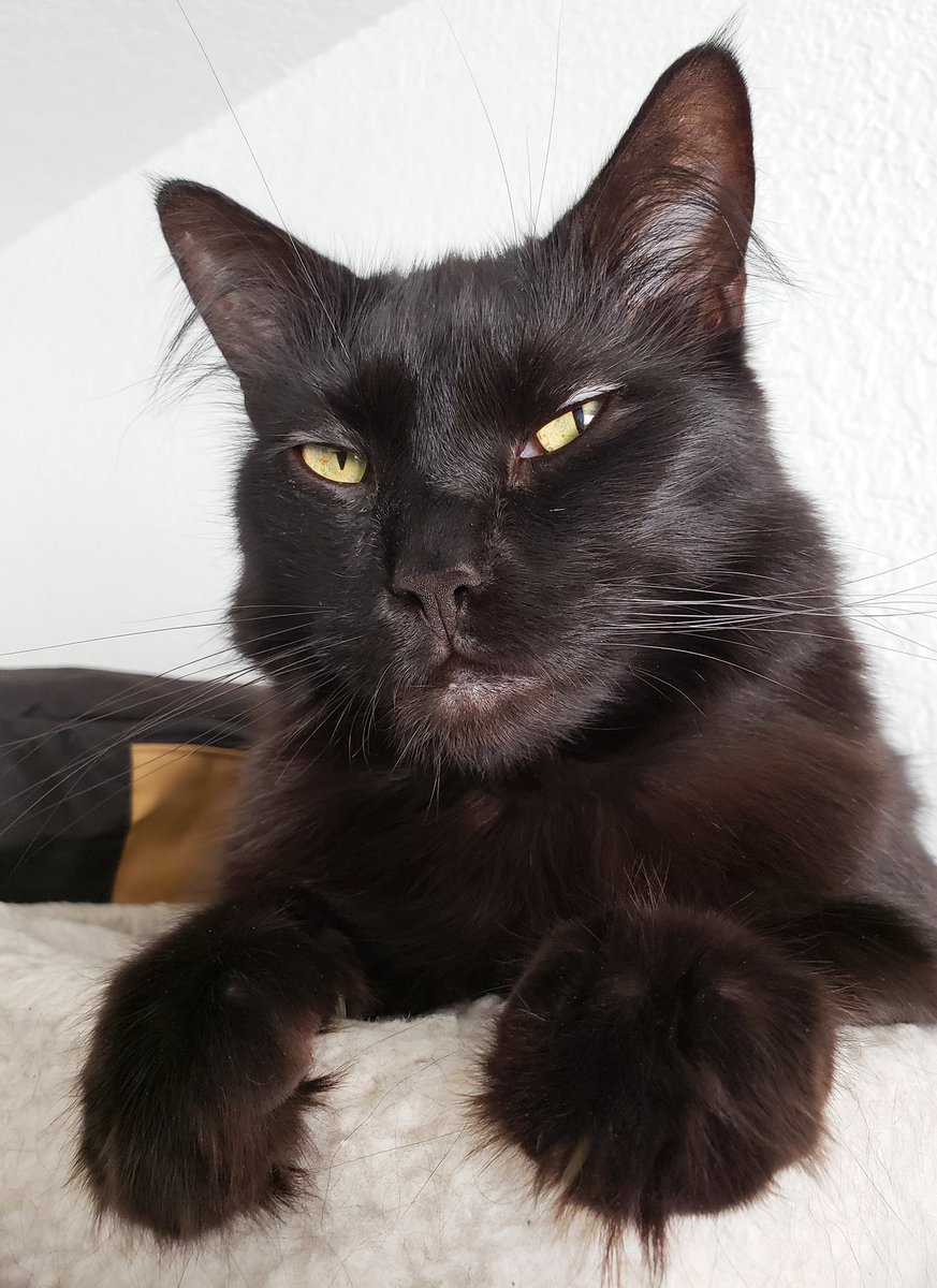 We think Cole knew how handsome he was! 🖤 #BlackCatFuriday #HandsomeHousePanther #CatsOfTwitter #Cats