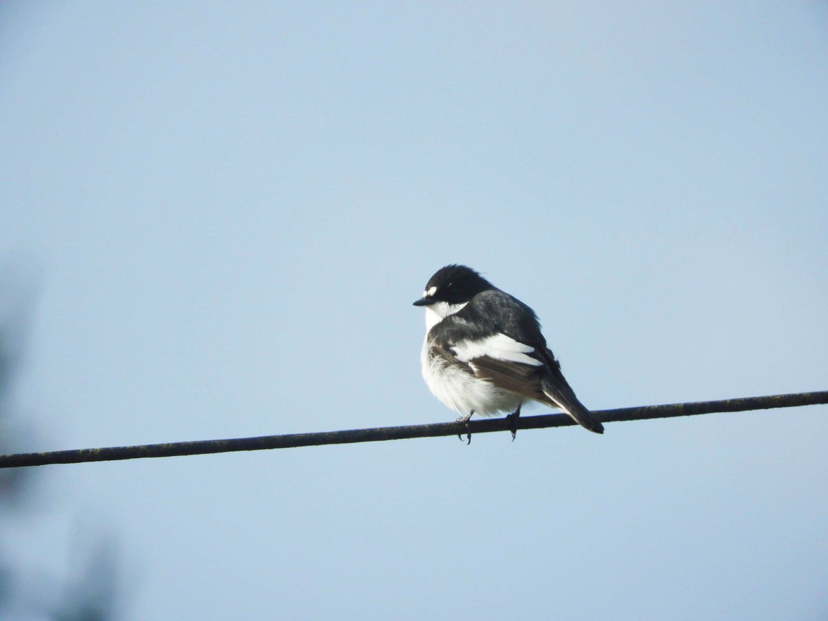 'Pied Flycatcher in our garden😄' Dulcie

#TheWeekinWildlife #LoveWildlife #SolaceinNature