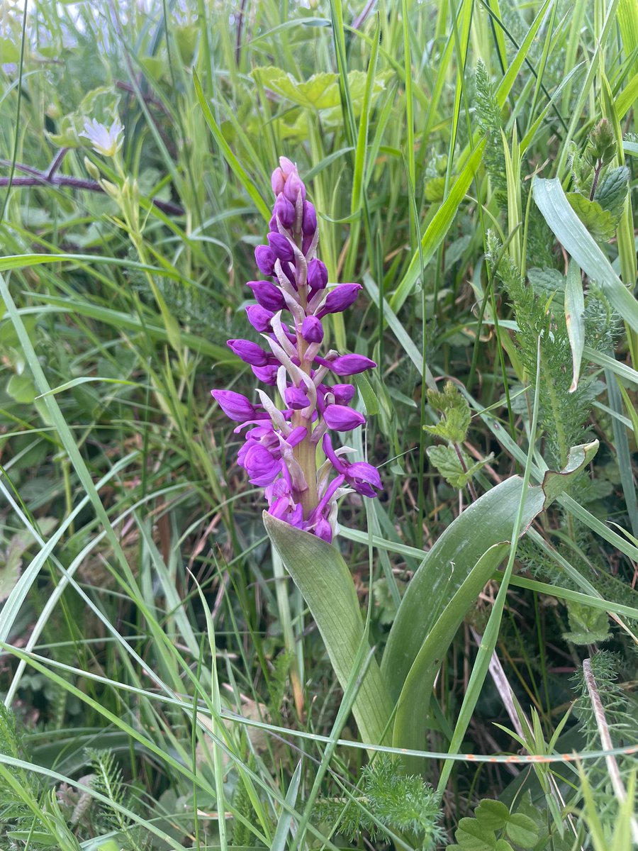 'I feel very lucky to have spotted three different patches over the past week of Early Purple Orchids! Could it be a bumper year or did I just get lucky?' Fran

#TheWeekinWildlife #LoveWildlife #SolaceinNature