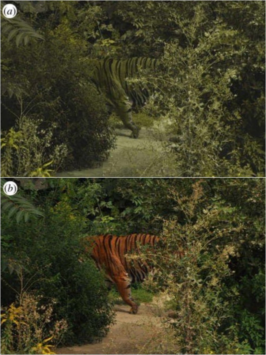 To a deer , a tiger is perfectly camouflaged into its surroundings and this is how they look 

This is because their vision is similar to red-green colour blindness. This means they only pick up greens and blues and not oranges and reds.
