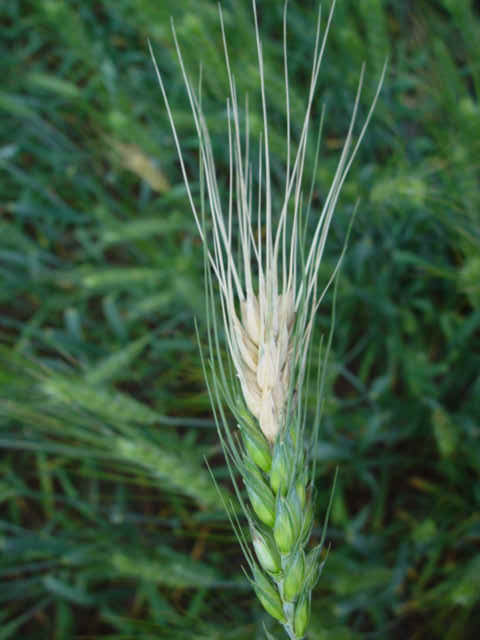 🚩🚩 Piricularia en trigo - <a href="/INIA_UY/">INIA URUGUAY</a>  informa sobre la presencia de piricularia en el litoral norte de Uruguay en cultivos de trigo en la zafra 2023. 

ℹ️ ℹ️ Compartimos información y estrategias para prevenir su expansión hacia el sur.

bit.ly/44j7JPj