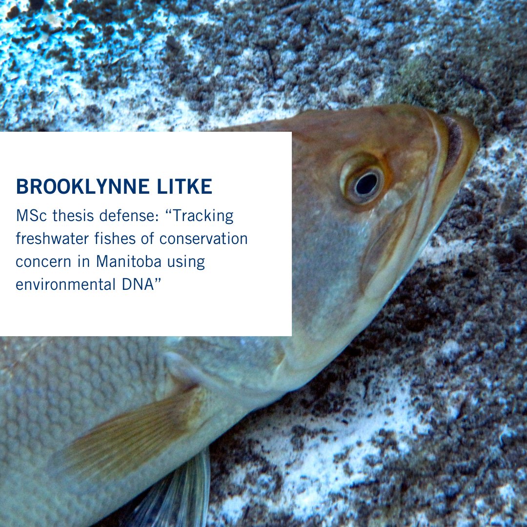 MSc candidate Brooklynne Litke will defend their thesis, “Tracking freshwater fishes of conservation concern in Manitoba using environmental DNA.' 📍 304 Biological Sciences Building and hosted online via Zoom 🗓️ May 1 at 10:00 a.m. tinyurl.com/ycxn9mu2 #UMScience