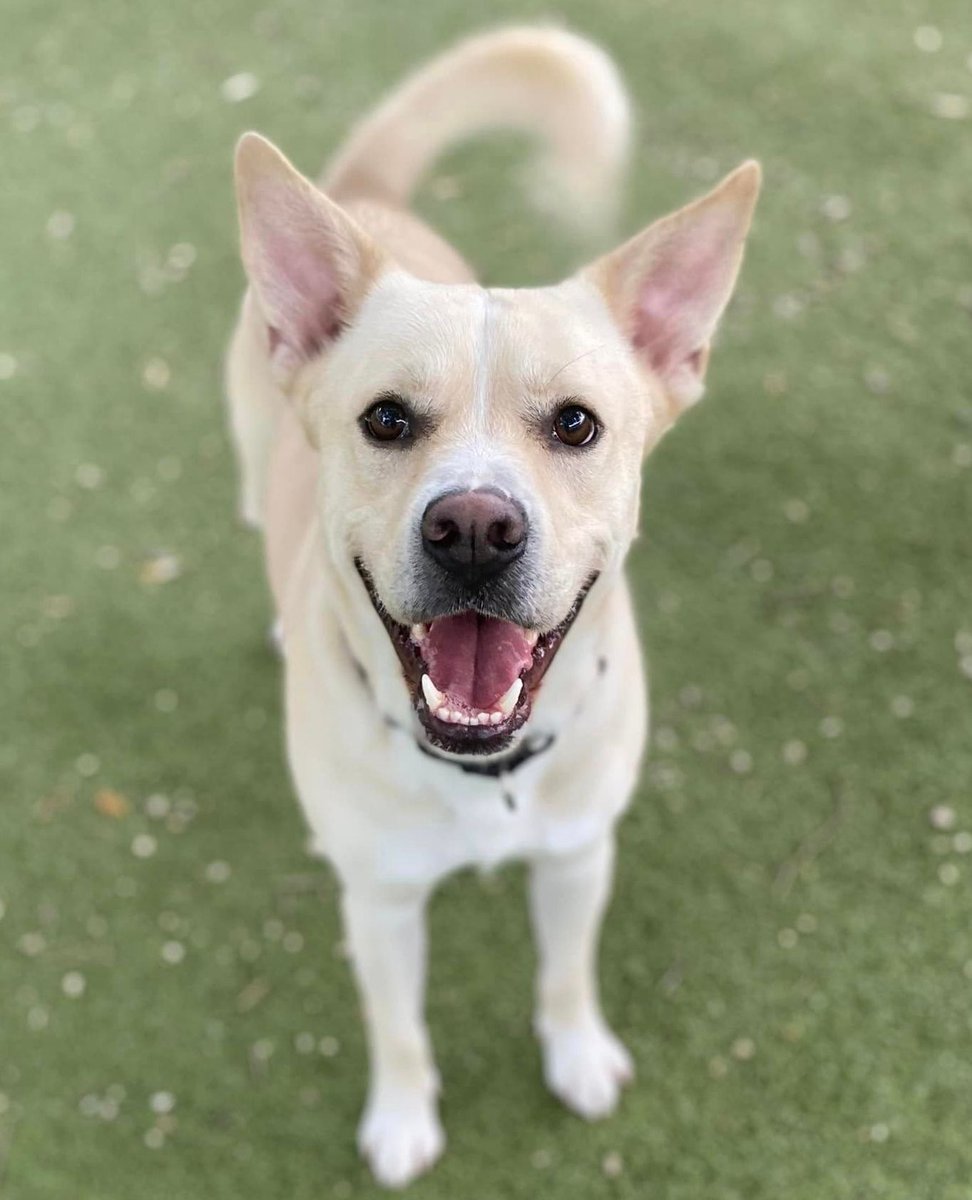 Happy #FriYAY from Chef! This handsome guy is ready to elevate your palate. Chef A898932 appears to be housetrained and is currently housed with another dog here at the shelter. Come meet him soon! bit.ly/3xQDQKe