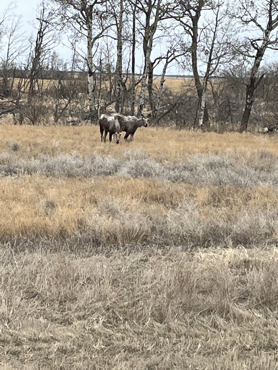 Couple trespassers in my flax this morning! Hopefully get 2023 crop finished up in a couple days #harvest 2023