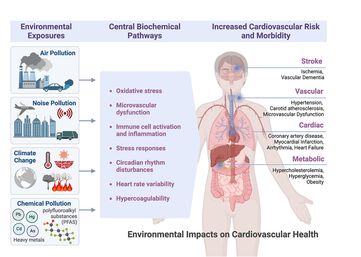 @CircRes #Environmental Impacts on #Cardiovascular #Health and #Biology Compendium Alert! Environmental Impacts on Cardiovascular Health and Biology: An Overview ahajournals.org/doi/10.1161/CI… Authored by Drs. JR Blaustein, MJ Quisel, NM Hamburg, and S Wittkopp. @NYULHCVRC