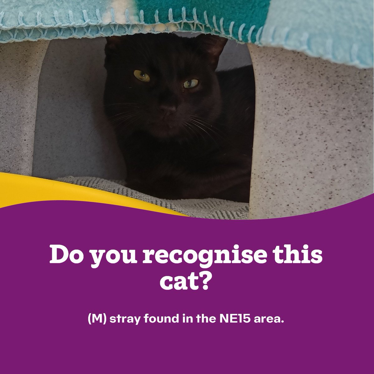 We have had this male stray brought to us from the NE15 area - he isn't chipped or neutered. If you have any further information, please get in touch and give us a call on 0191 653 1052 (any day, except Tuesday, between 11am and 3pm). Thank you 🐾