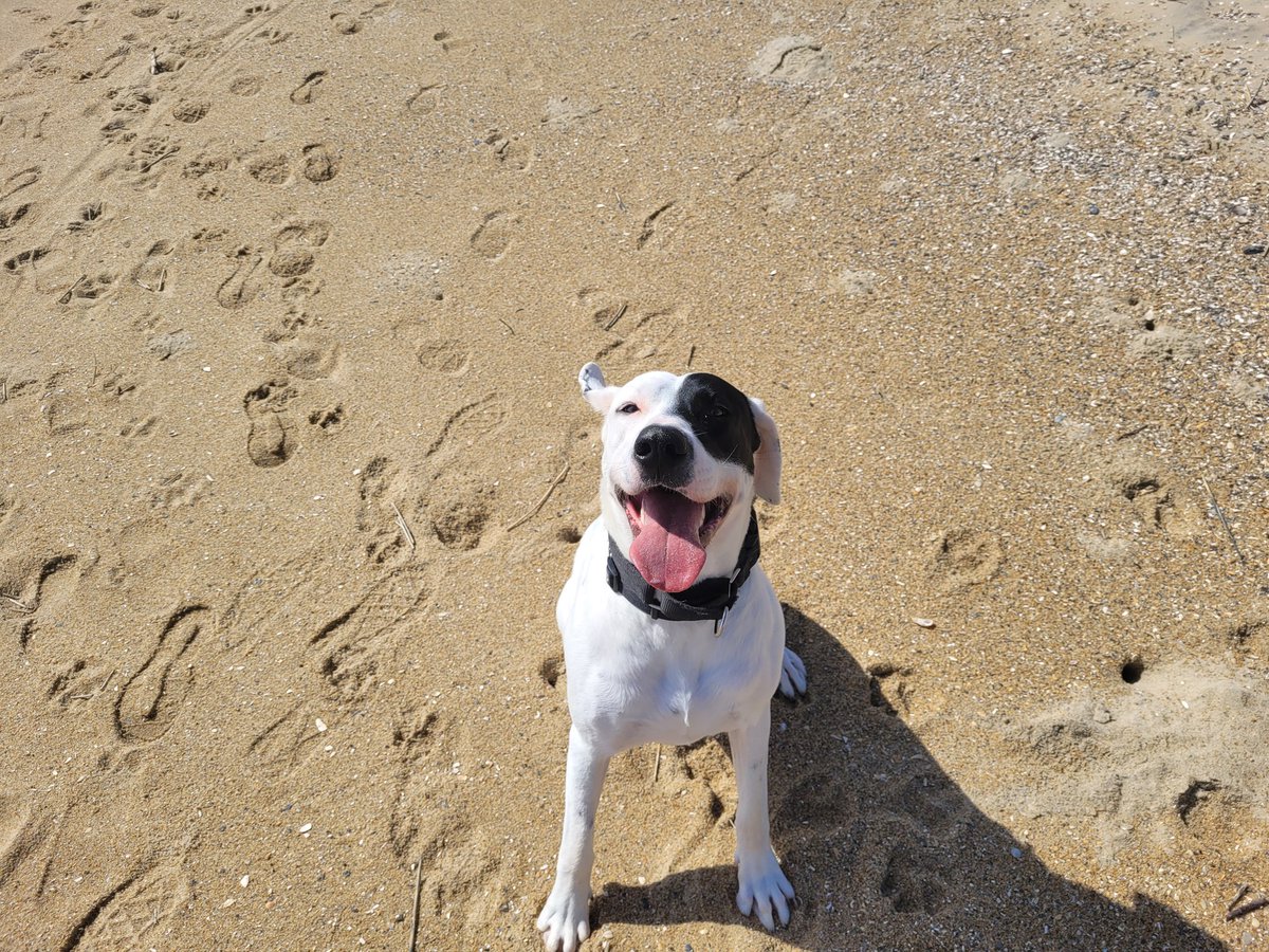 It was a windy and chilly day at the beach with quite a bit of surf, but Karl didn't care.😎