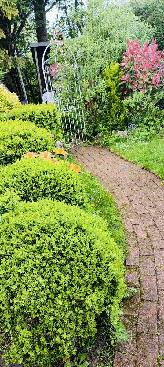 Taken all afternoon but cleared the path of weeds now the bricks just need a clean! #GardeningTwitter