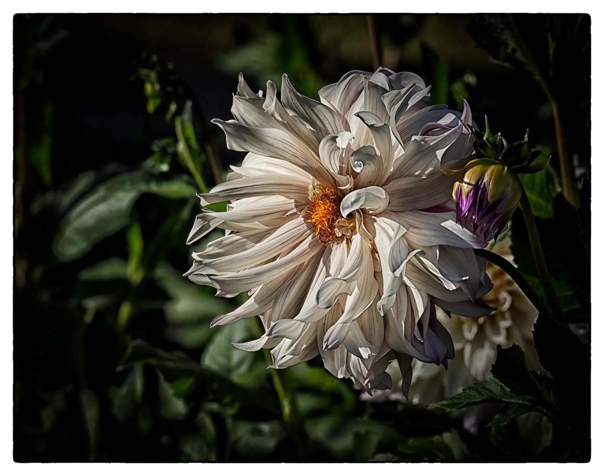 Hi Gang!  Yes, it's #FlowerFriday already! This week went fast. Share your best captures and I'll retweet most that have good composition, focus and exposure. Have a great day! #photography #flowers 😊