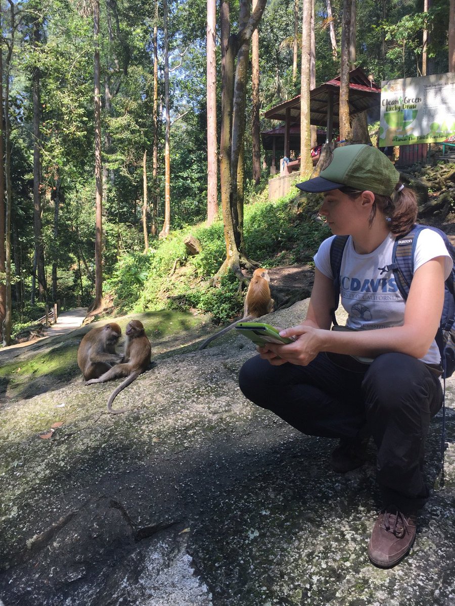 AmSoc Primatologists (@aspvoice) on Twitter photo This week's student spotlight is Josephine Hubbard (<a href="/_Josie_Hubbard/">Josephine Hubbard</a>), a recent Ph.D. graduate (Congratulations!). Her dissertation was on long-tailed macaques (Macaca fascicularis) and rhesus macaques (Macaca mulatta) with <a href="/brendamccowan2/">Brenda McCowan</a> at <a href="/ucdavis/">UC Davis</a>. #Futurefriday #FollowFriday This week's student spotlight is Josephine Hubbard (<a href="/_Josie_Hubbard/">Josephine Hubbard</a>), a recent Ph.D. graduate (Congratulations!). Her dissertation was on long-tailed macaques (Macaca fascicularis) and rhesus macaques (Macaca mulatta) with <a href="/brendamccowan2/">Brenda McCowan</a> at <a href="/ucdavis/">UC Davis</a>. #Futurefriday #FollowFriday