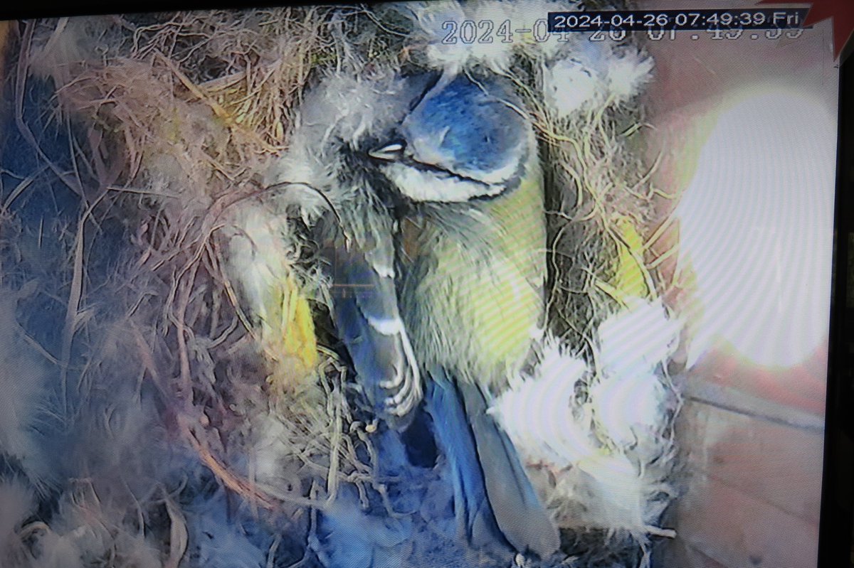 HM Wildlife tweet media