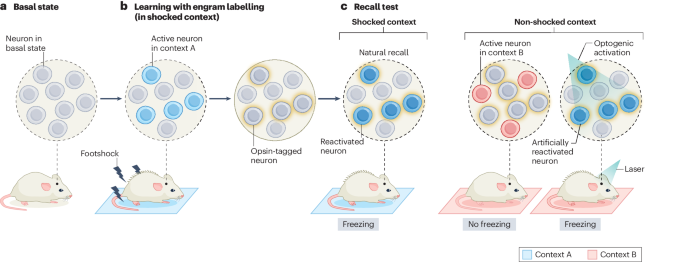 Engram mechanisms of memory linking and identity dlvr.it/T63GwP v/ @NatureNews