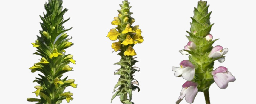 chozas_sergio's tweet photo. I can’t stop making #plant #stickers to challenge my #diveg2024 students!
-
-
#botanyisnotdead #botany #botanica @ce3cresearch @cienciasulisboa @ULisboa_ https://t.co/SpRFXs5JD1