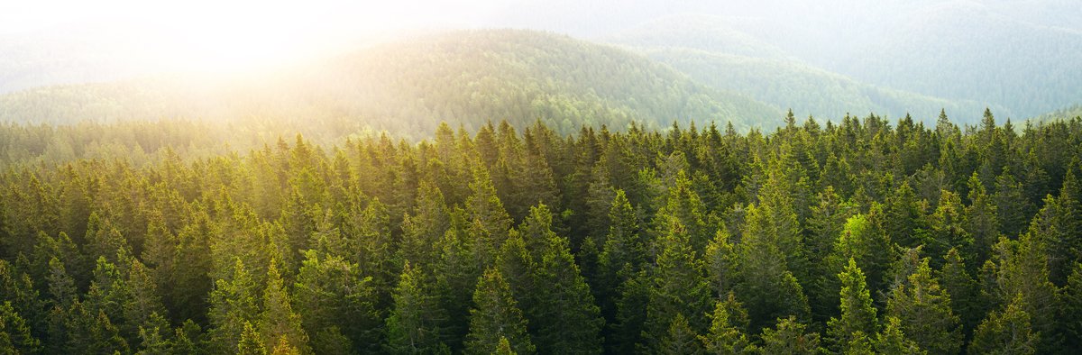 We’re continuing our commitment to sustainable forest management. Explore what we’re aiming to achieve by 2030 with our sustainability goal of advancing resilient U.S. forests. bit.ly/49RHi4x #ArborDay
