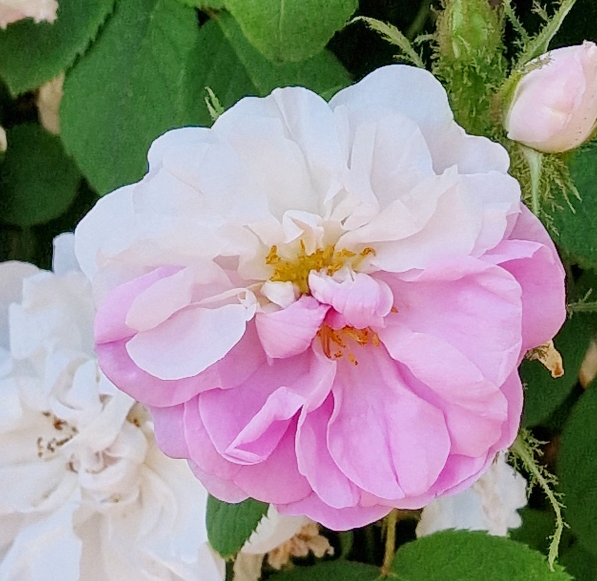 Love for Roses🧡🌸💕
Peace to all of you🤍
.
#angelasimonini #art #painter #artandroses #loveroses #loveforroses #englishgarden #garden #gardenroses #roses #rose #pinkroses #pink #white  #whiteroses #oldroses #beautyofroses #beauty #vintageroses #vintage #rosebouquet #bouquet…