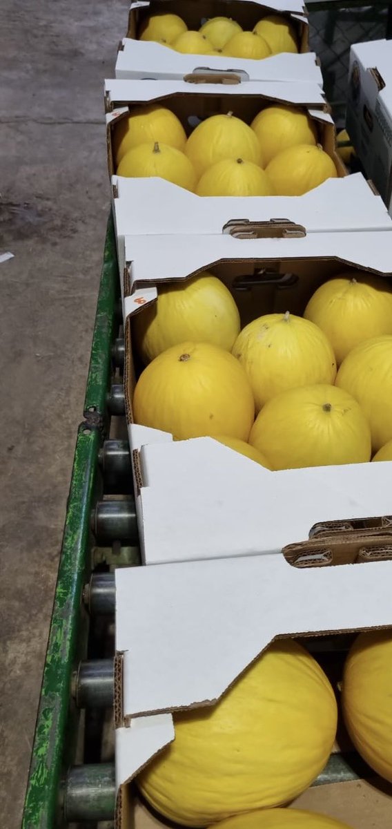 We closed the deal on a container of 1,320 boxes of Golden Honeydew melons🍈. We are expecting that container to reach the port next Wednesday. Concurrently we are ambitiously making progress on avocados as some suppliers are moving into harvest. Let’s grow 🌱 $PRAI…