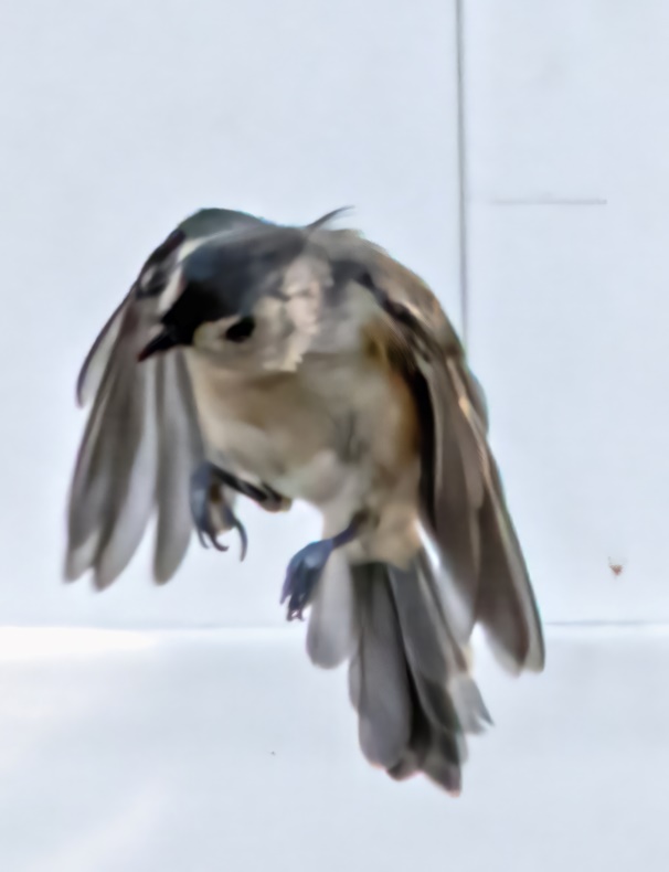 Tufted Titmouse (Baeolophus bicolor)

'Tufted Titmice flit from branch to branch of the forest canopy looking for food, often in the company of other species including nuthatches, chickadees, kinglets, and woodpeckers. When they find large seeds, such as the sunflower seeds they…