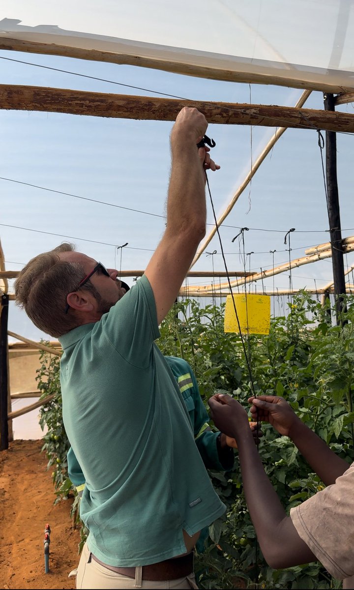 Sharon_Mut's tweet photo. Ending the week with a visit from @TapiwaJMugabe and Johan from @Greenhousetech1 in South Africa. Thank you for the taking the time to teach and share as we continue to grow in the greenhouse farming space. 🍅🫑 https://t.co/XxuFWQdEHY