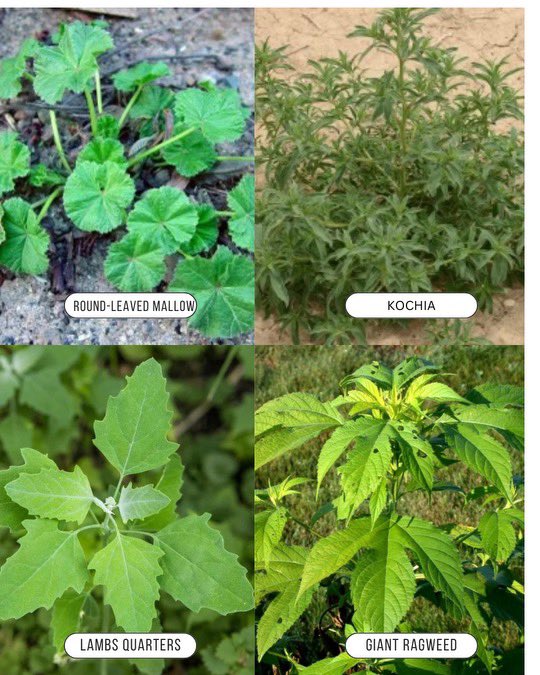 Prairie Sky Crop Solutions tweet media