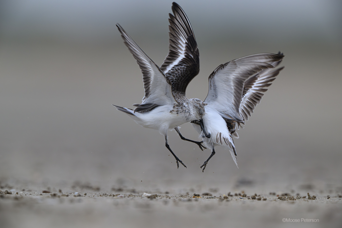 Not So Nice! wp.me/p6YJx-hxk Sanderlings, those sweet LBJ we see chasing the waves back in the ocean have another side and it's not so sweet! You won't believe the series posted! @BedfordCamera @NikonUSA #NikonAmbassador #NIkonPro #birds #audobonsociety