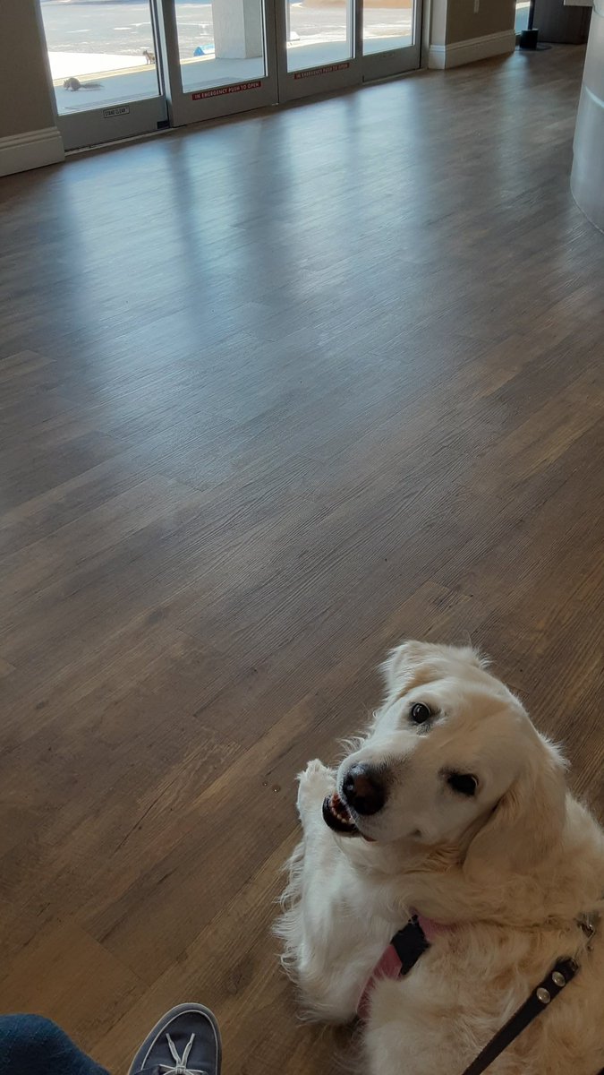 Keeva had her first #therapydog assessment today&her unofficial 1st test happened in the lobby when 2 squirrels played in front of the sliding glass doors. She wanted to chase them, but resisted like a #gooddog. BTW, she passed the first assessment. #goldenretriever #workingdog