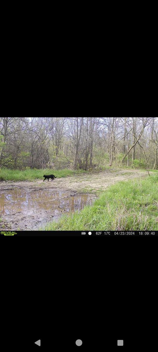 Trying to figure out what this is. Thinking it might be a bobcat? I've never seen one on the farm before. Any thoughts? House cat for size reference.