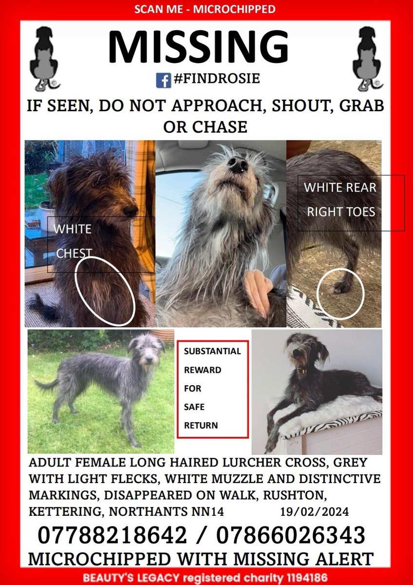 Rosie missing from #rushton #northants she is a grey lurcher cross, microchipped with missing alert. Please share her, mum is devastated. She has quit her job to search for her. #findrosie @bbcemt @itvanglia @RavWilding @JaneFallon @rickygervais @ZoieOBrien_ @DogSquadNN8