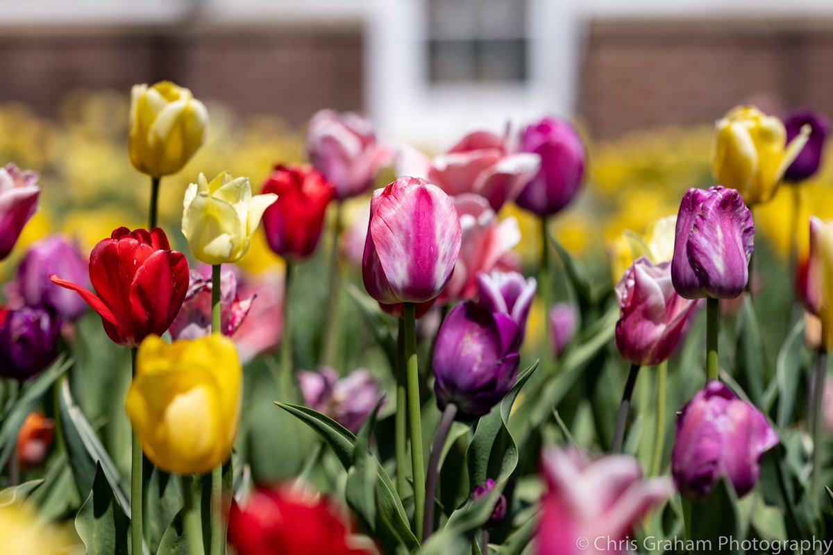 Ventured out to Elizabeth Park at lunch yesterday to check out the tulips. Never disappoints. #CTNatureFans #HartfordCT