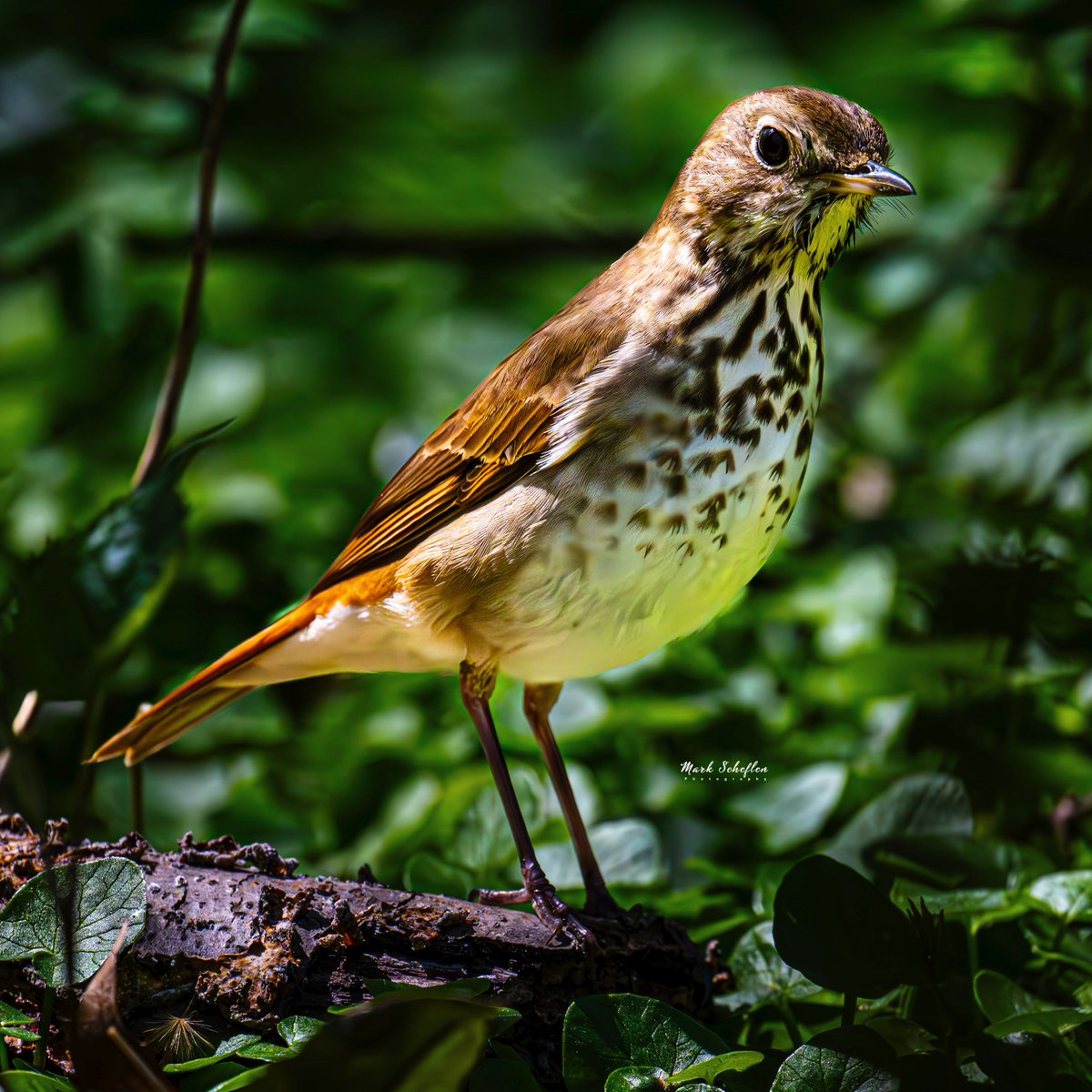 Hermit Thrush, Northwoods Central Park, NYC  #birdcpp #TwitterNatureCommunity #birdsofinstagram #britishnatureguide #naturephotography #birdphotography #twitterphotography #wildbirdphotography #nikonphotography #NatureBeauty #nycaudubon