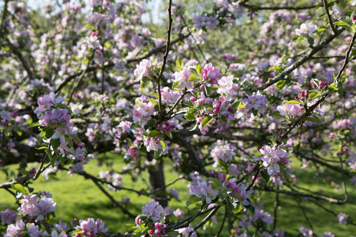 Did you catch the show this week? Nature put on winning performance.🌸 Did you catch it? Don’t forget to share your pics. #BlossomWeek 📷belleann_pics, Ray Dale, Gerald Peachey