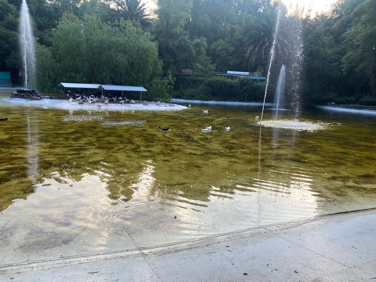 CondesaVecinos's tweet photo. Hace unos días un #vecino denunció que el estanque de patos de #ParqueMéxico no tenía agua, nos dijeron una y otra vez que estaba en mantinimiento, hoy el estanque está así y huele mal. Qué onda @AlcCuauhtemocMx @DTRC_AlcCuau ?
En esta colonia SÍ #AmamosALosAnimales https://t.co/WbNChHd9G6