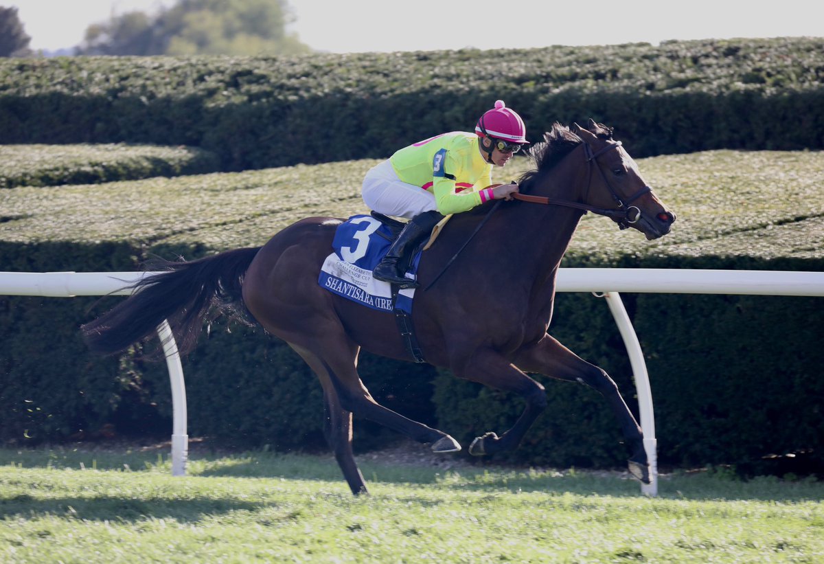 10,000gns purchase turned Grade 1 winner! 🤩 Shantisara, a 10,000gns buy by @fbarberini from @bloodst_aguiar at the #TattsGuineas Breeze Up Sale, blossomed into an emphatic winner of the Gr.1 Queen Elizabeth II Challenge Cup. 2024 catalogue ➡️ t.ly/GBU-24