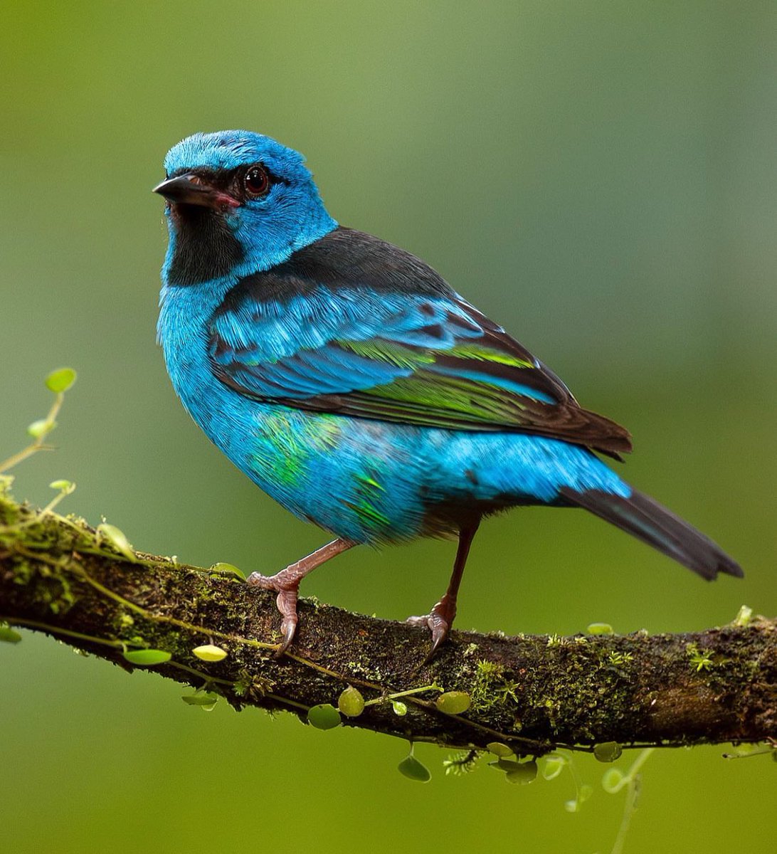 Blue Dacnis 🖤💙