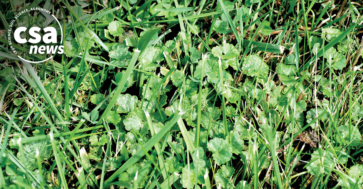 Ground ivy is a member of the mint family and you know that stuff spreads like crazy. 🌿 Here’s how iron and boron can help keep it under control in Kentucky bluegrass turf. ow.ly/VsTM50RmAex