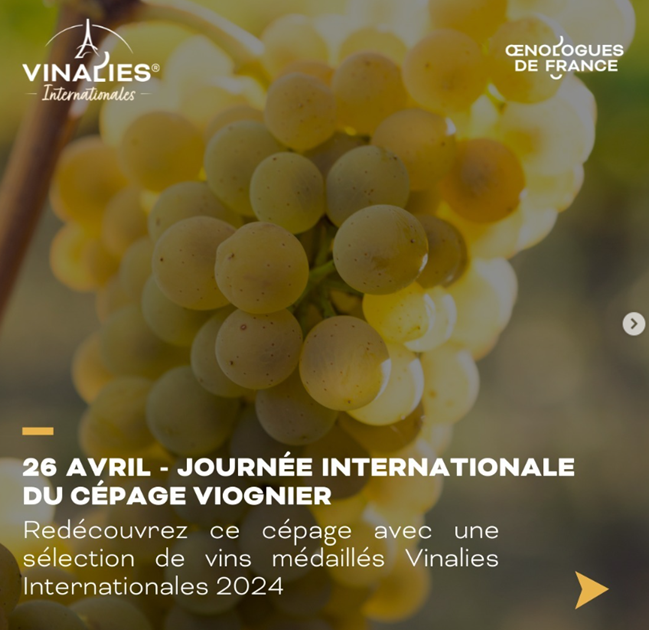 Pour célébrer la journée internationale du cépage Viognier, nous vous proposons une sélection de vins spécial Viognier, parmi les médaillés des Vinalies Internationales 2024 ! @AlmaCersius @paul_mas @Arjolle @obrist_1854 @Chat_Figuieres #viognier #médailles #concoursvinalies