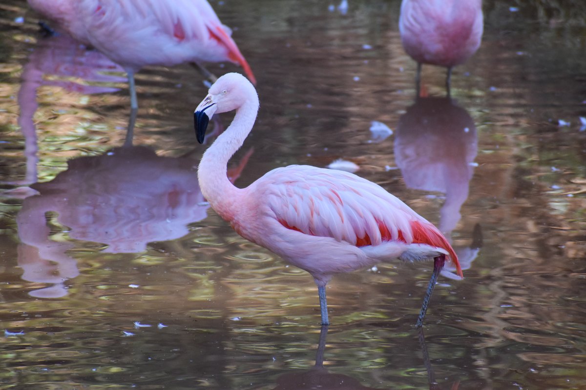 Happy #InternationalFlamingoDay! 🦩

Did you know that the Andean, Chilean, and Puna flamingos live in South America at elevations of 15,000+ feet? These hardy birds can handle extreme weather conditions.

Visit our flamboyance of Chilean flamingos on your next trip to the zoo!