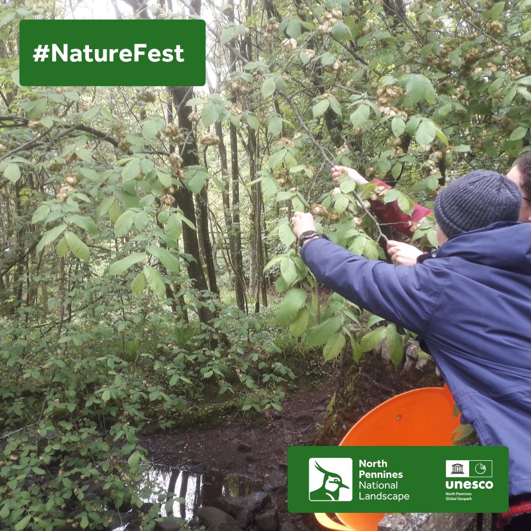 Help nature recovery by collecting and sowing seeds at #Bowlees Tree and Wildflower Nursery. Join us for this family friendly day on 29 May, 10am to 1pm
This event is part of North Pennines NatureFest  See the full programme at NorthPenninesNatureFest.org.uk #NorthPenninesNatureFest24