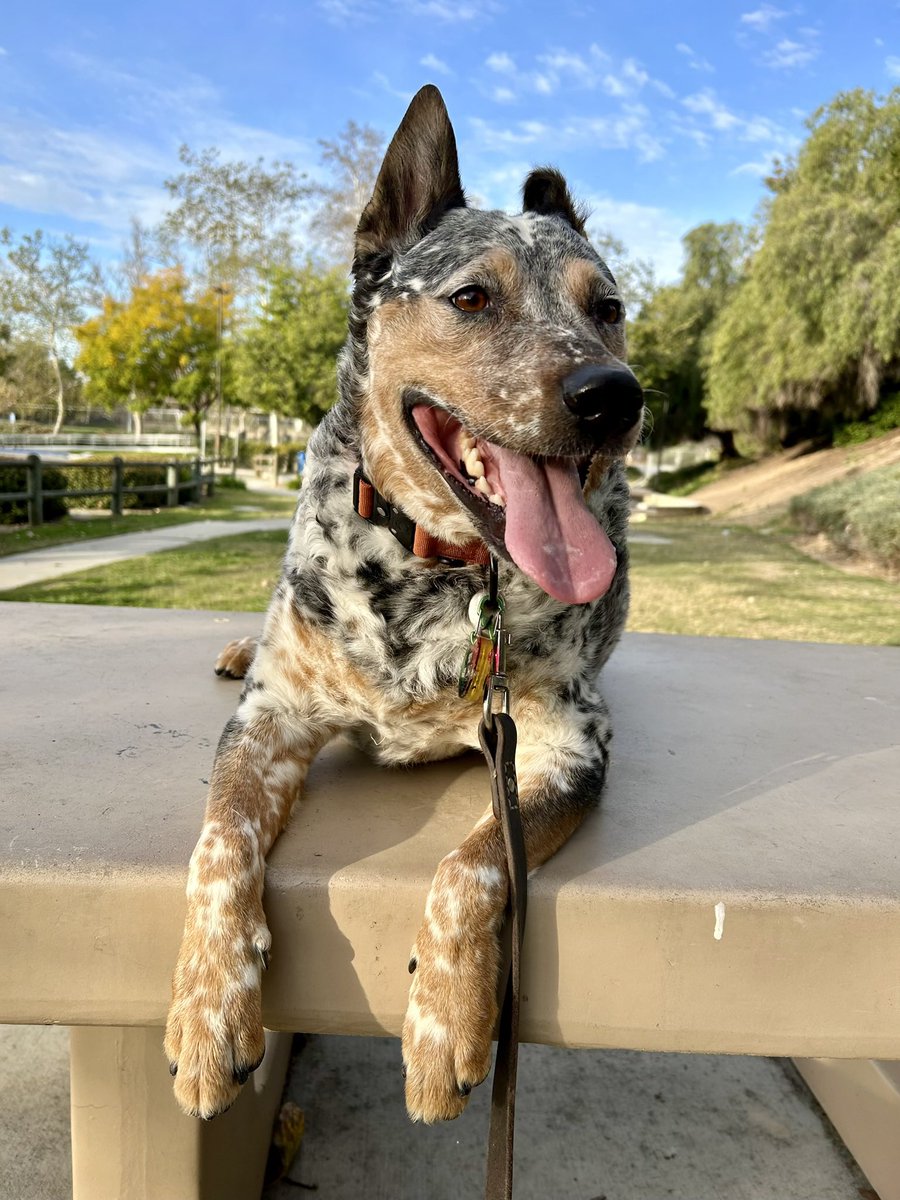 @igorpianist An Australian Cattle Dog, or can be known as a Blue healer. May the heelers heal the world.