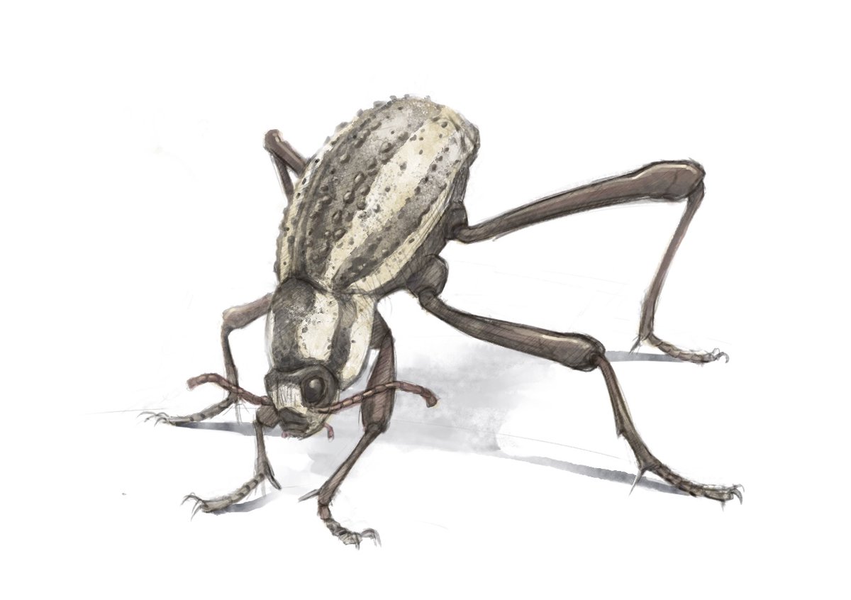 Namib desert beetle #art #sciart #insects