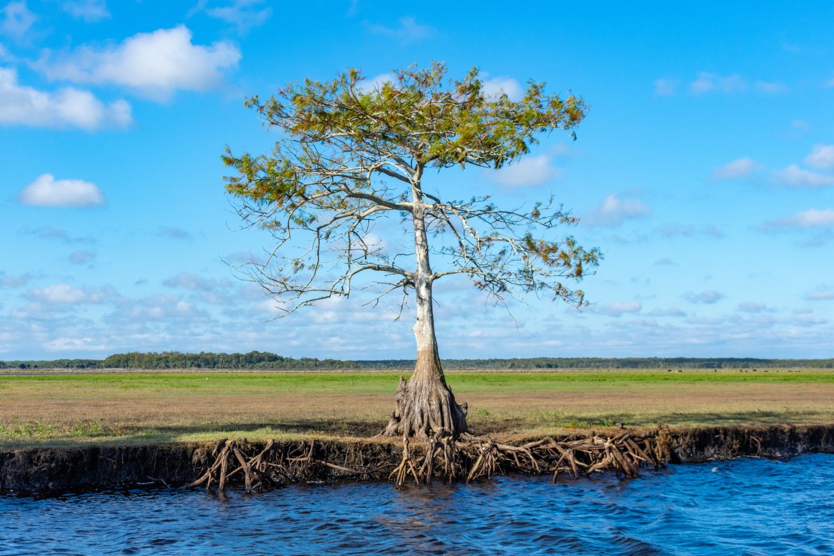 🌳 DKY? Cypress trees hold a special place in our hearts and on our logo! These trees symbolize resilience, strength, and our commitment to preserving Florida's natural beauty. 💧 #CypressTrees #DistrictLogo #EnvironmentalProtection