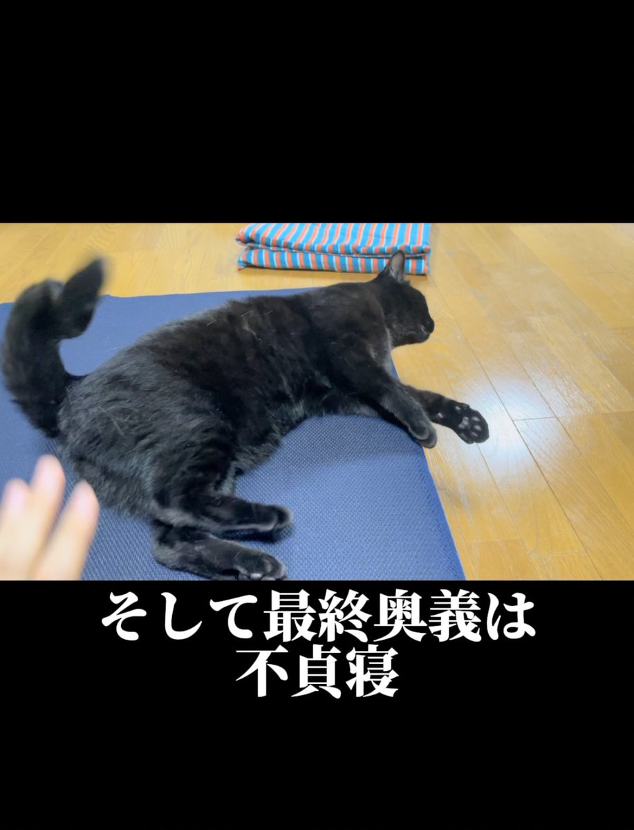 猫実況投稿しました！構いたい人間、構われたくない猫、これは永遠の戦いです。

#猫実況 #本ちゃんの実況 #猫のいる暮らし 
↓↓↓
【猫実況】ディフェンス技術と露骨な態度を駆使する猫
youtube.com/shorts/jwzhLDW…