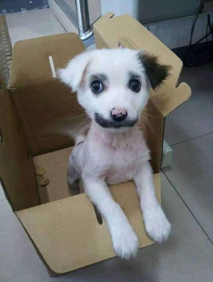 I found in the street this puppy and I adopted him, don't scroll without say hello to him. 🖐