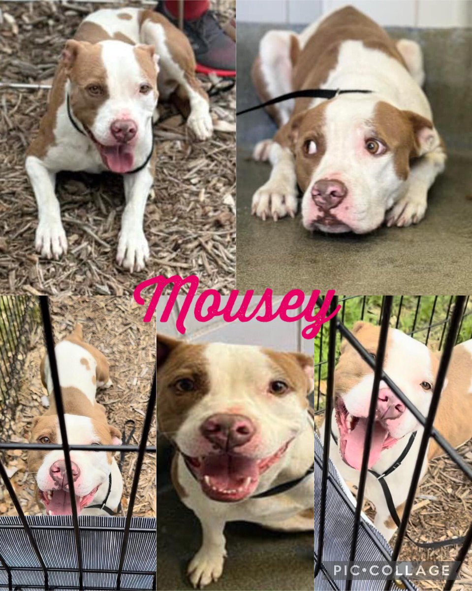 🆘 SWEET AMSTAFF DOG MOUSEY 💘 #A710481 (2yo F, 45lb, hw-) IS BEING KILLED TODAY 4.26 AFTER BEING SPARED MANY TIMES BY SA ACS #TEXAS ‼️ She’s very endearing. Initially shy but quickly warms up with treats & when outside that scary place. #Foster/#Adopt ☎️2102074738 #Pledge