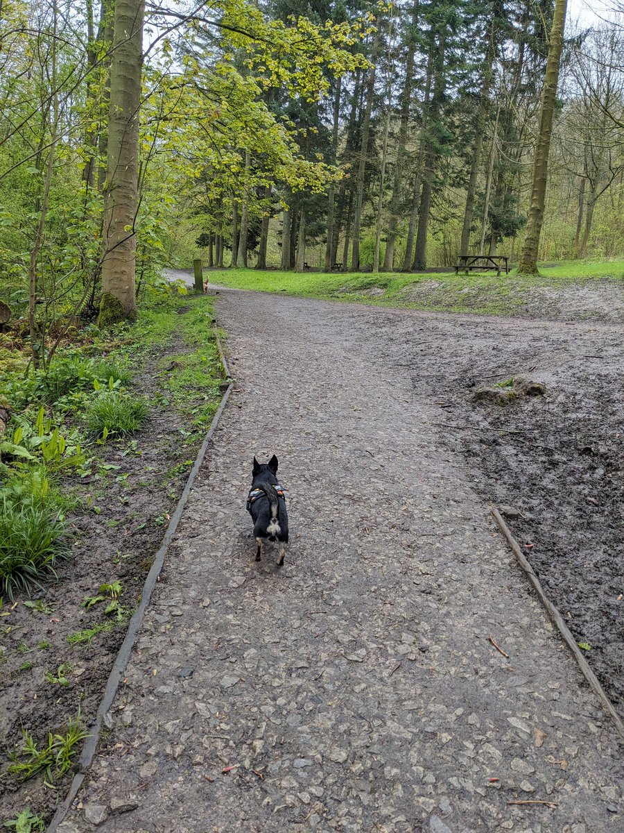 Guisborough forest this morning, followed the blue trail,a little muddy in places and very slippy,⛸️