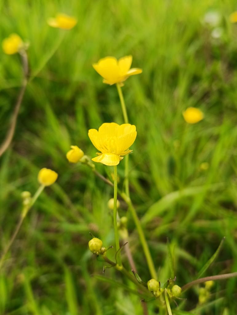 Polne kwiaty, jaskier. 🌼🌱 #April #Spring #NaturePhotography