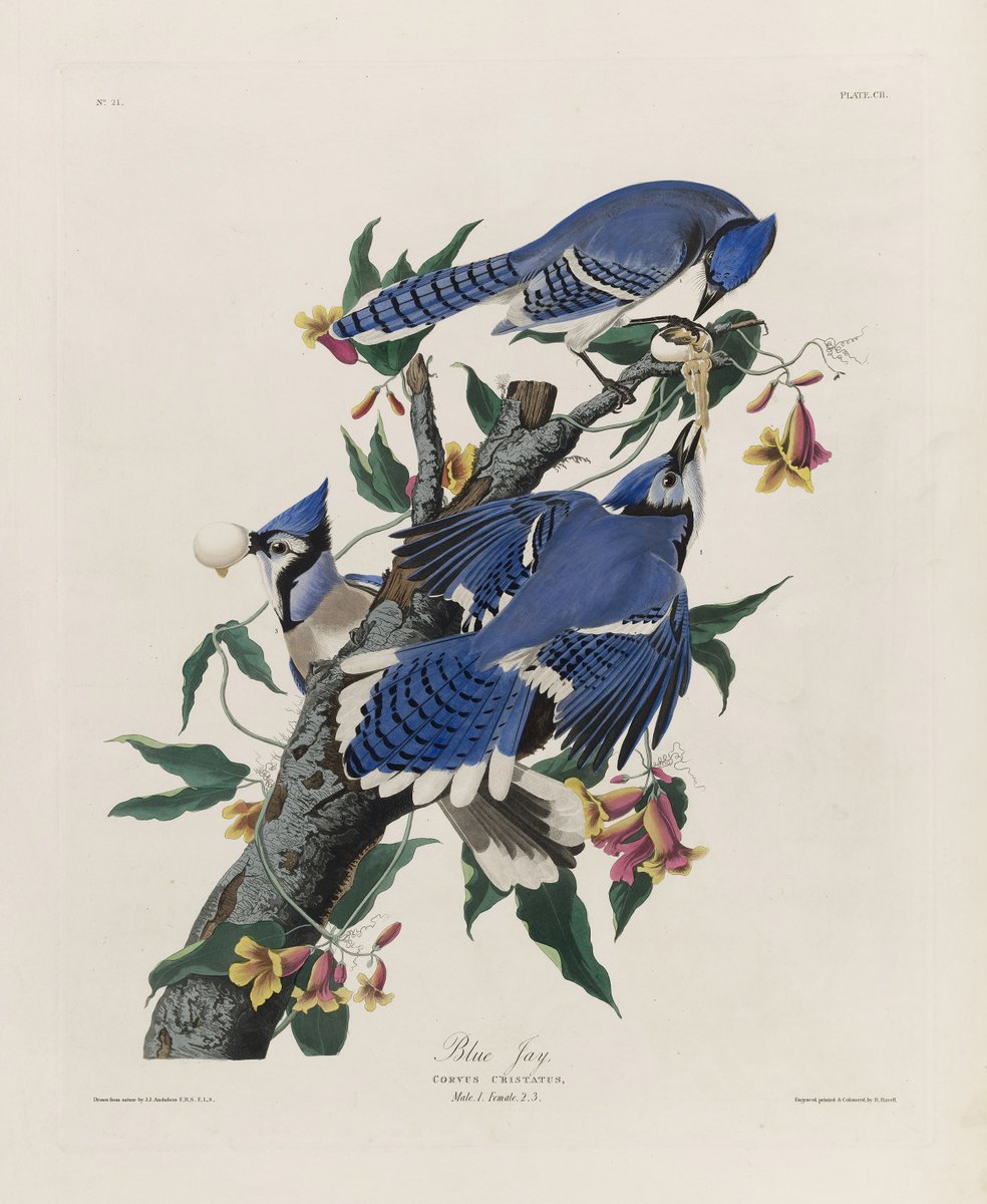 Born #OnThisDay in 1785, #JohnJamesAudubon traveled thousands of miles to watch, hunt and draw his birds. In the 1830s, just like today, people marveled at his birds’ liveliness, as if they might fly off the page in a ruffle of feathers 🕊️ 🐦'Plate 102, Blue Jay' (1824–38)