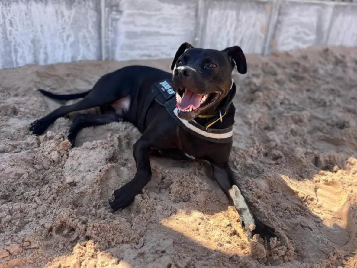 Bagheera is a sweet boy with buckets of love to give! This energetic pooch loves a fuss and a snuggle. He is hopping to continue learning new things with his training in the home and will make a fun addition to the right household💛 @DTCardiff📍 bit.ly/49Nh7Mx
