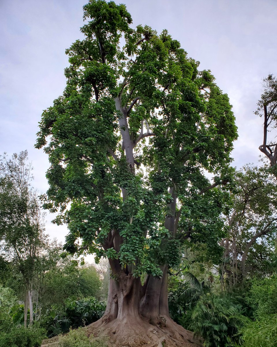 Today on #NationalArborDay, we celebrate trees🌳 Pictured is the magnificent Ombu tree from the Arboretum and Botanical Garden at Cal State Fullerton. Plan your next trip to the Arboretum and see this wonder in person! @ArboretumCSUF @csuf #csuf #csufeip #arboretumatcsuf