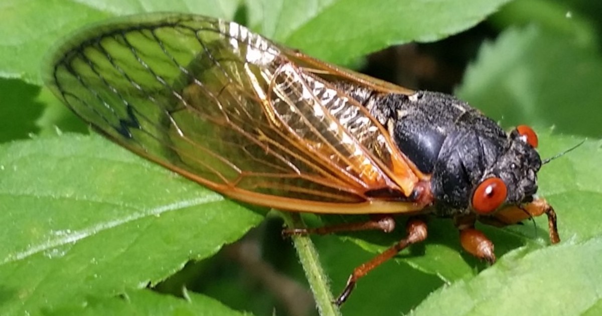 Cicadas are about to graduate! 🎓 The red-eyed insects of Brood 19 will soon emerge in #StLouis after past 13 seasons after sapping from tree roots as nymphs. 🌳 Our team expects the red-eyed periodicals might, could arrive as early as next week. 📷: @cicadamania #ForestPark4ever