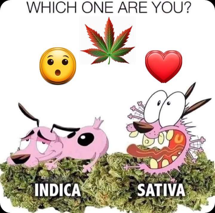 Which are you🤔